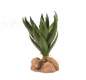 Preview: Green Aloe